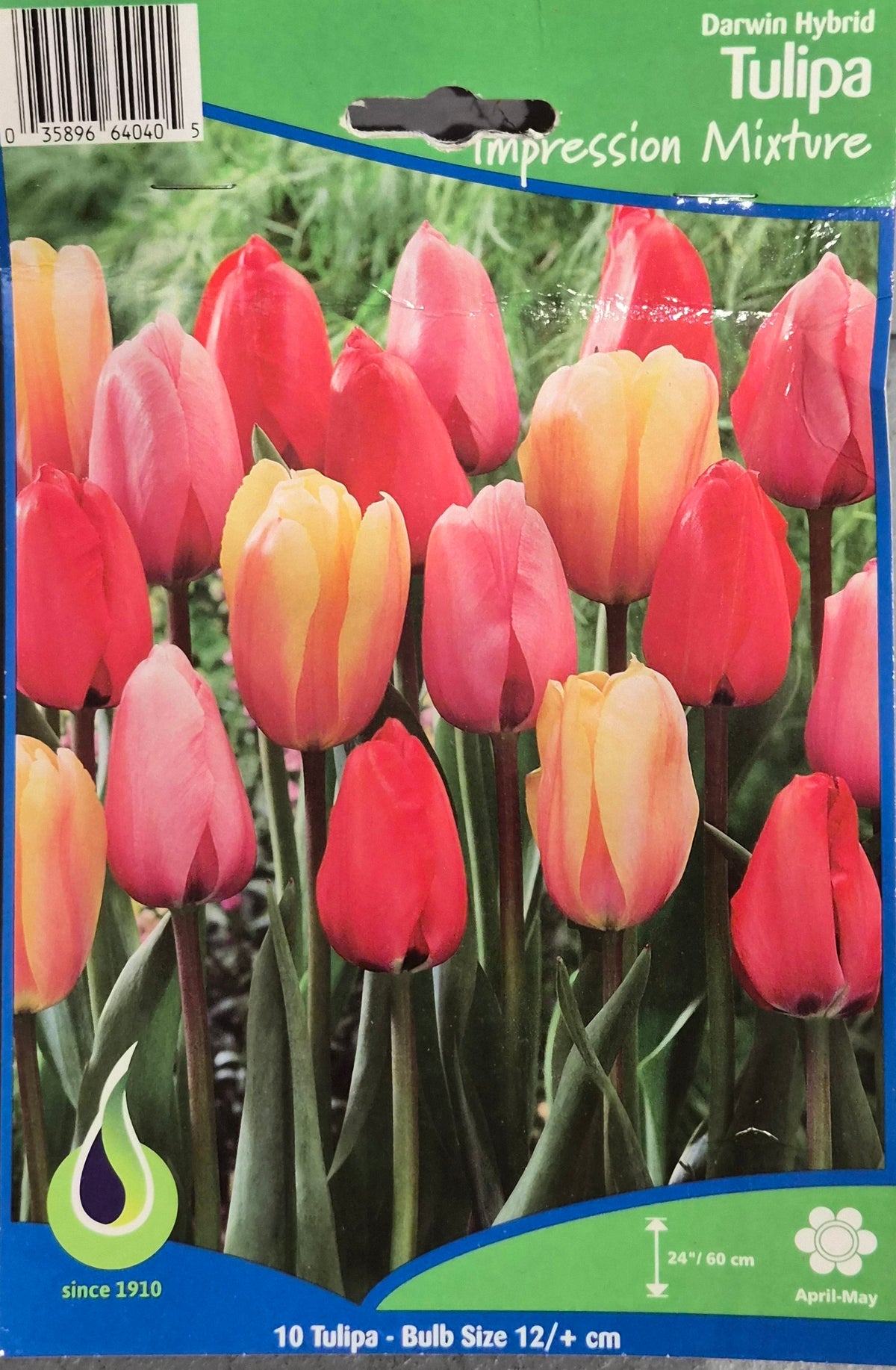 Tulip - Darwin Hybrid Impression Mix