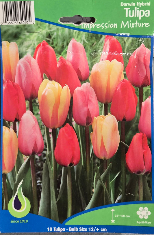 Tulip - Darwin Hybrid Impression Mix