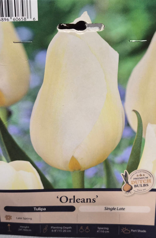 Tulip - Orleans Single Late Stem