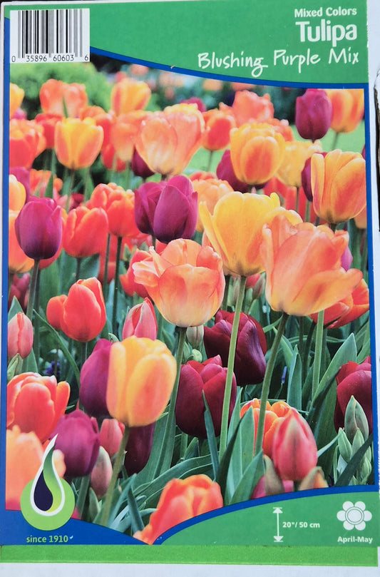 Tulip - Blushing Purple Mixture