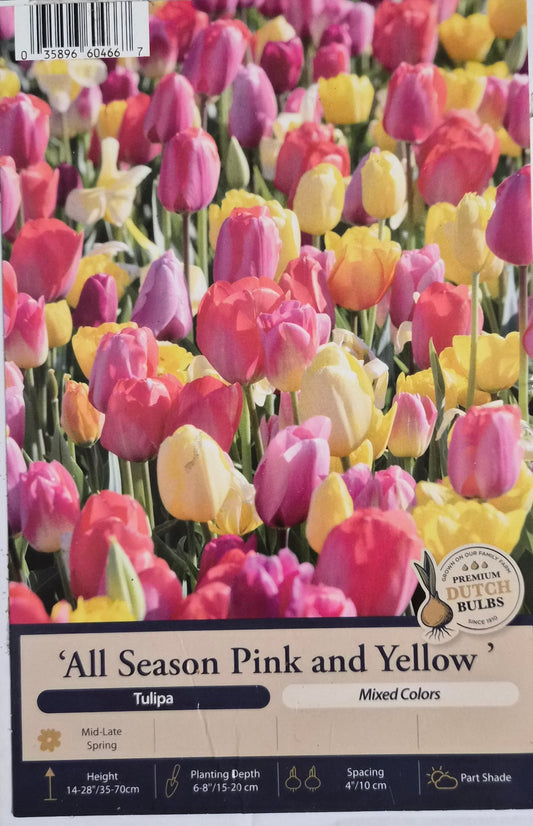 Tulip - All Season Pink and Yellow Mix