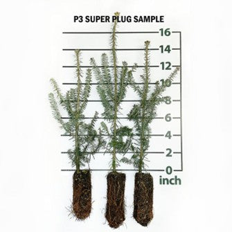 Balsam Fir Tree Seedlings