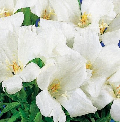 Grace White Godetia Seedling