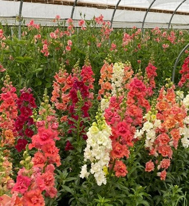 Madame Butterfly (Mix) Snapdragon Seedlings
