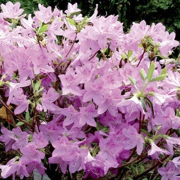 Poukhanense Korean Azalea