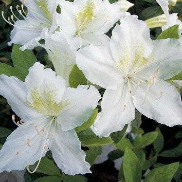 Pleasant White Azalea