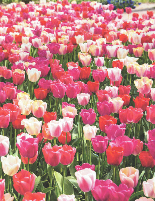 Tulip - Darwin Hybrid Pride and Joy