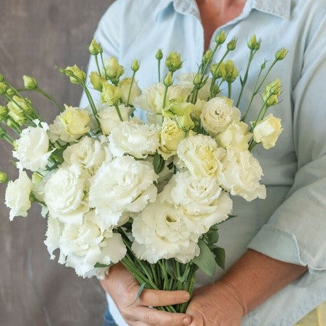 Voyage 2 Lisianthus Seedling