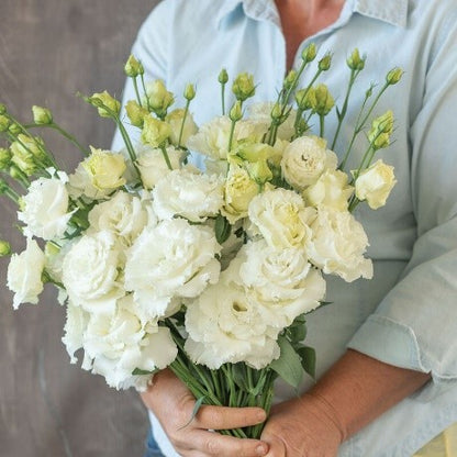 Voyage 2 Lisianthus Seedling