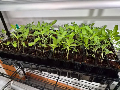 Voyage 2 Lisianthus Seedling